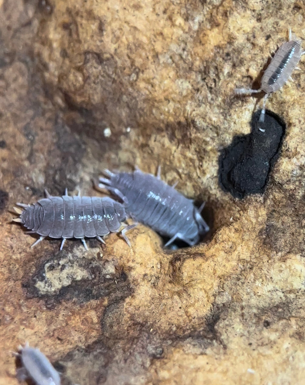 Porcellionides pruinosus Powder blue isopods – Bioactive Avenue