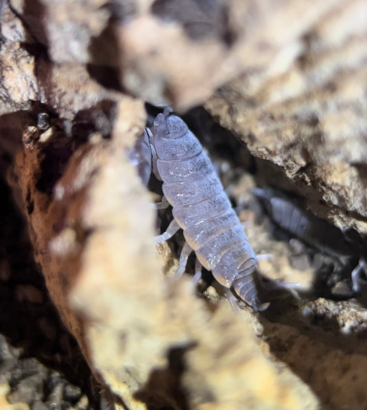 Porcellionides pruinosus "Powder blue" isopods