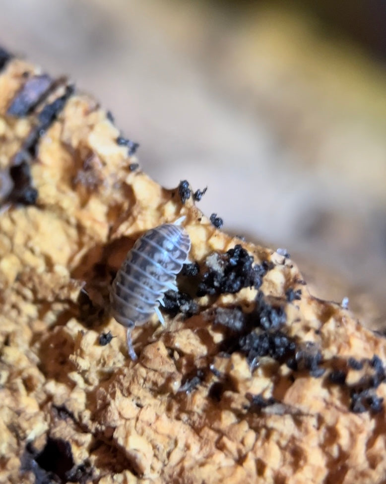 Venezillo parvus "Wild type" isopods