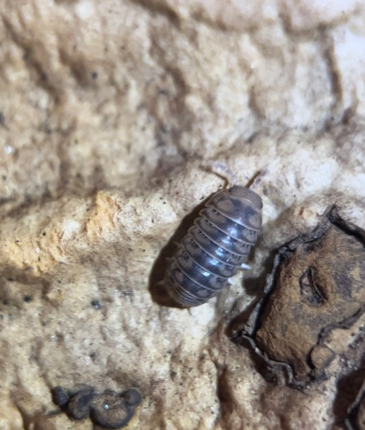 Venezillo parvus "Wild type" isopods