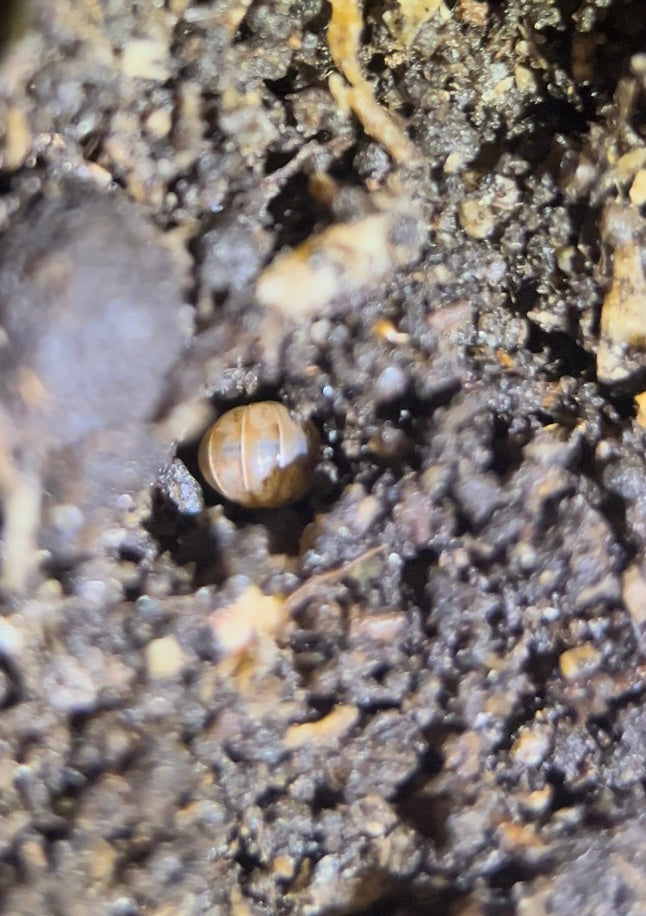 Venezillo parvus "Wild type" isopods