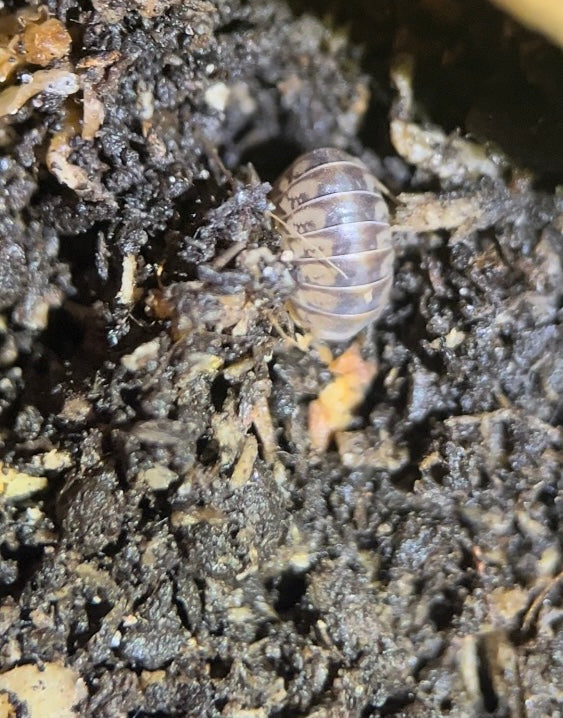 Venezillo parvus "Wild type" isopods