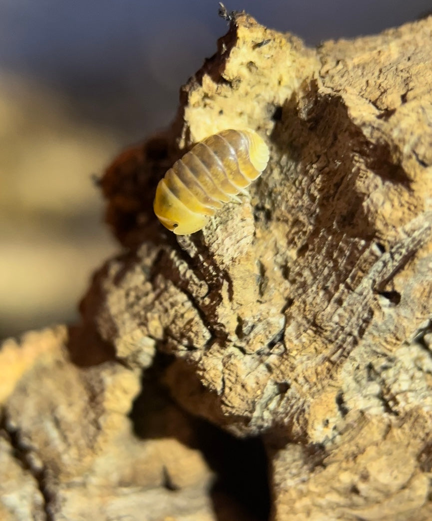 Cubaris sp. "Rubber ducky" isopods