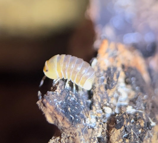 Cubaris sp. "Rubber ducky" isopods