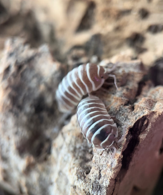 Armadillidium maculatum "Chocolate zebra" isopods