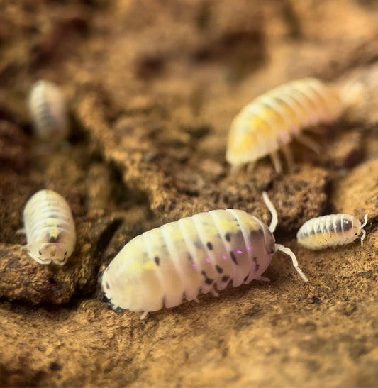 Armadillidium vulgare "Magic potion" isopods