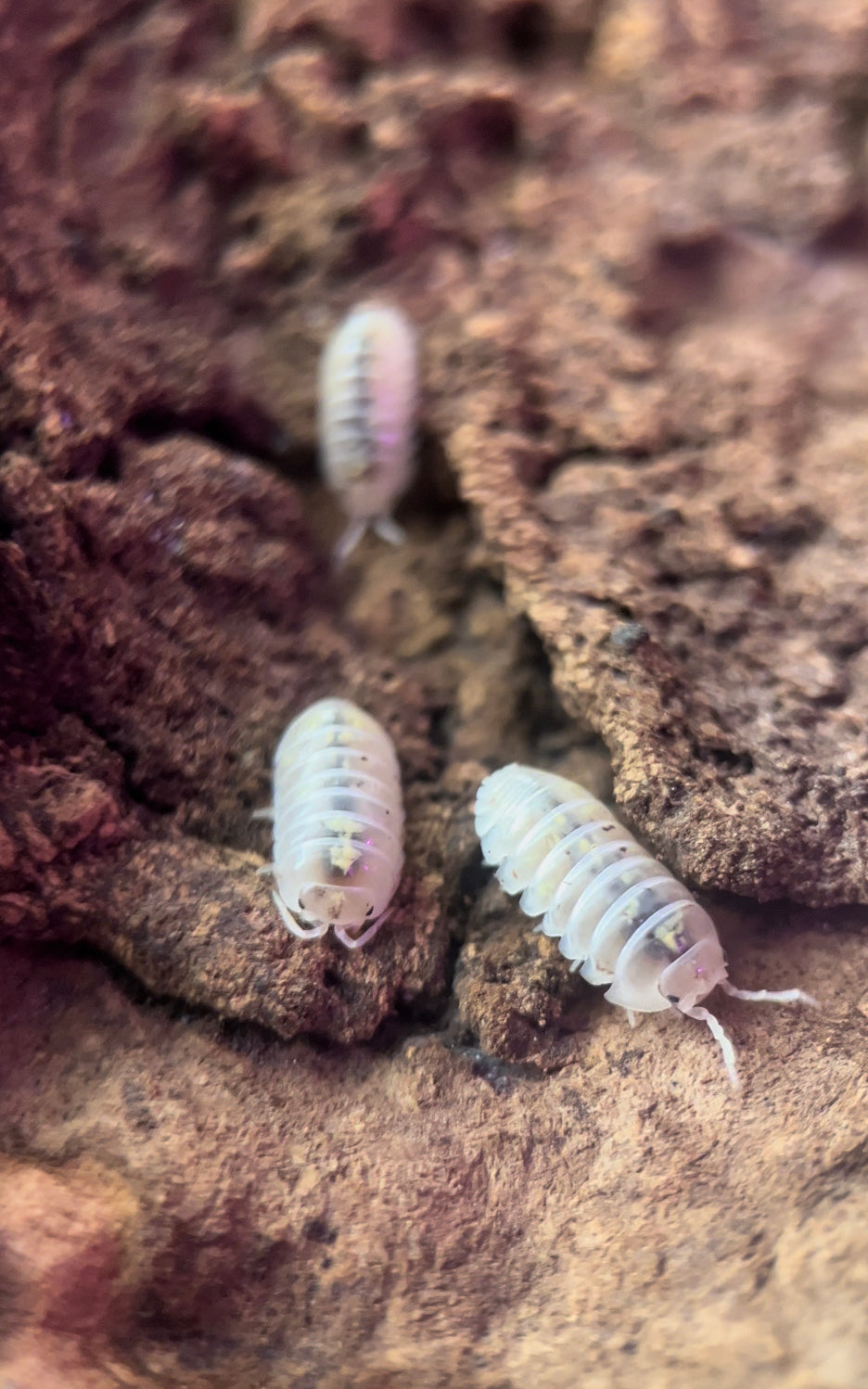 Armadillidium vulgare "Magic potion" isopods