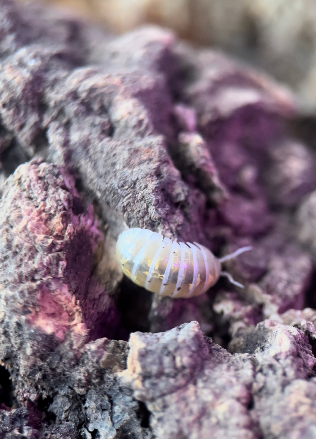 Armadillidium vulgare "Magic potion" isopods