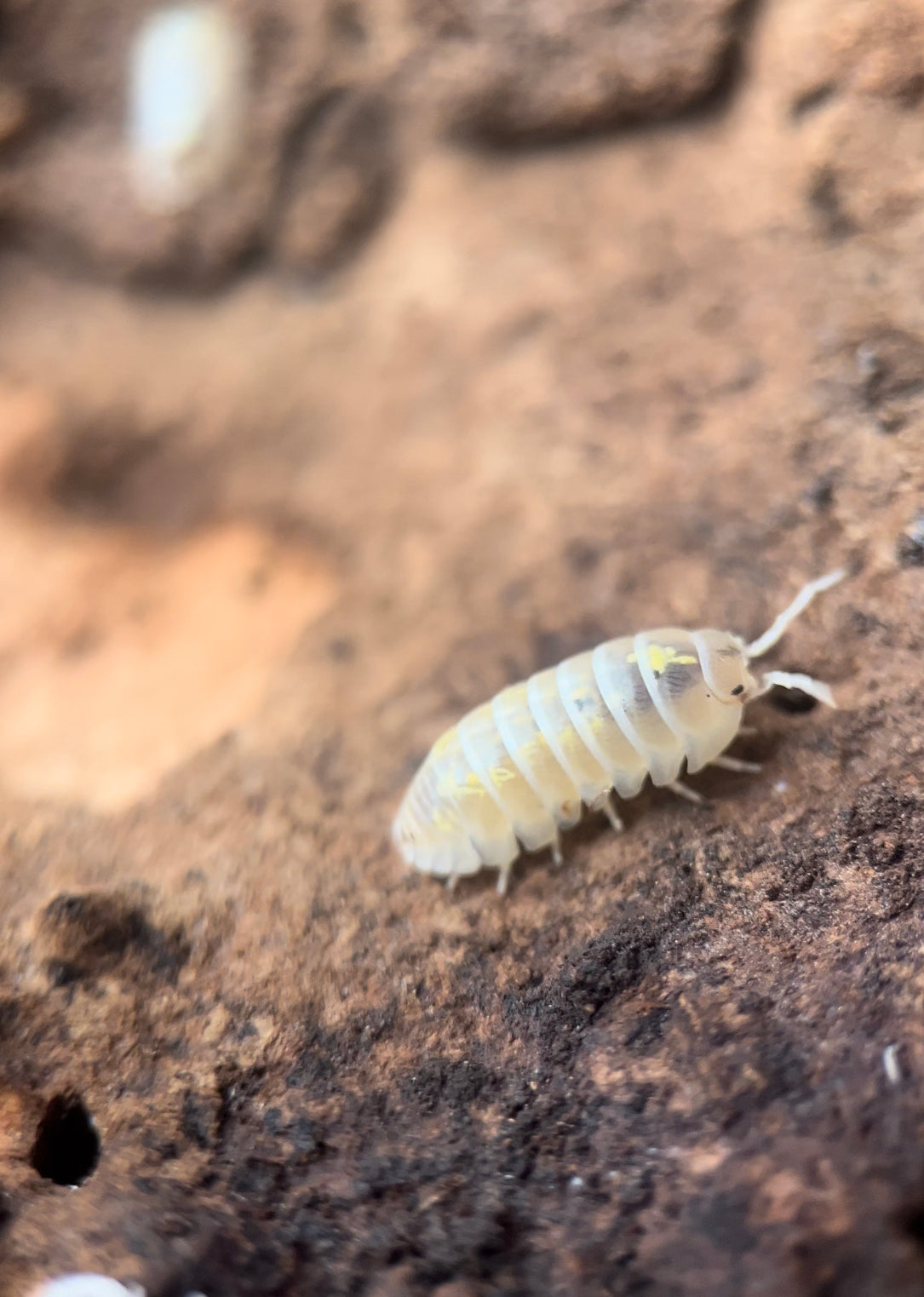 Armadillidium vulgare "Magic potion" isopods