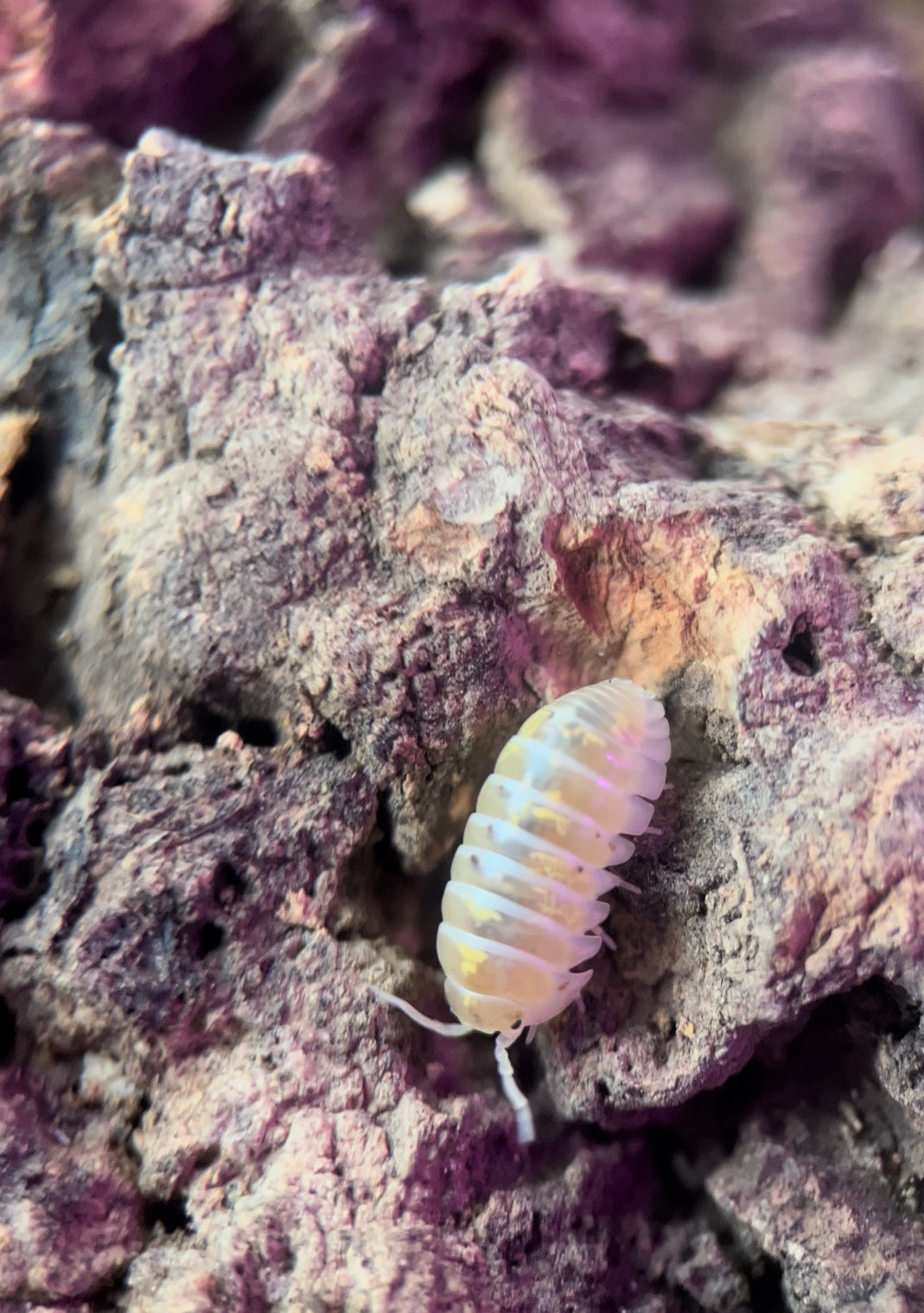 Armadillidium vulgare "Magic potion" isopods