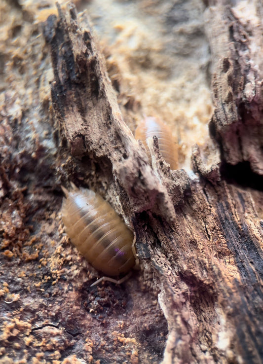 Porcellio leavis "Orange" Isopods