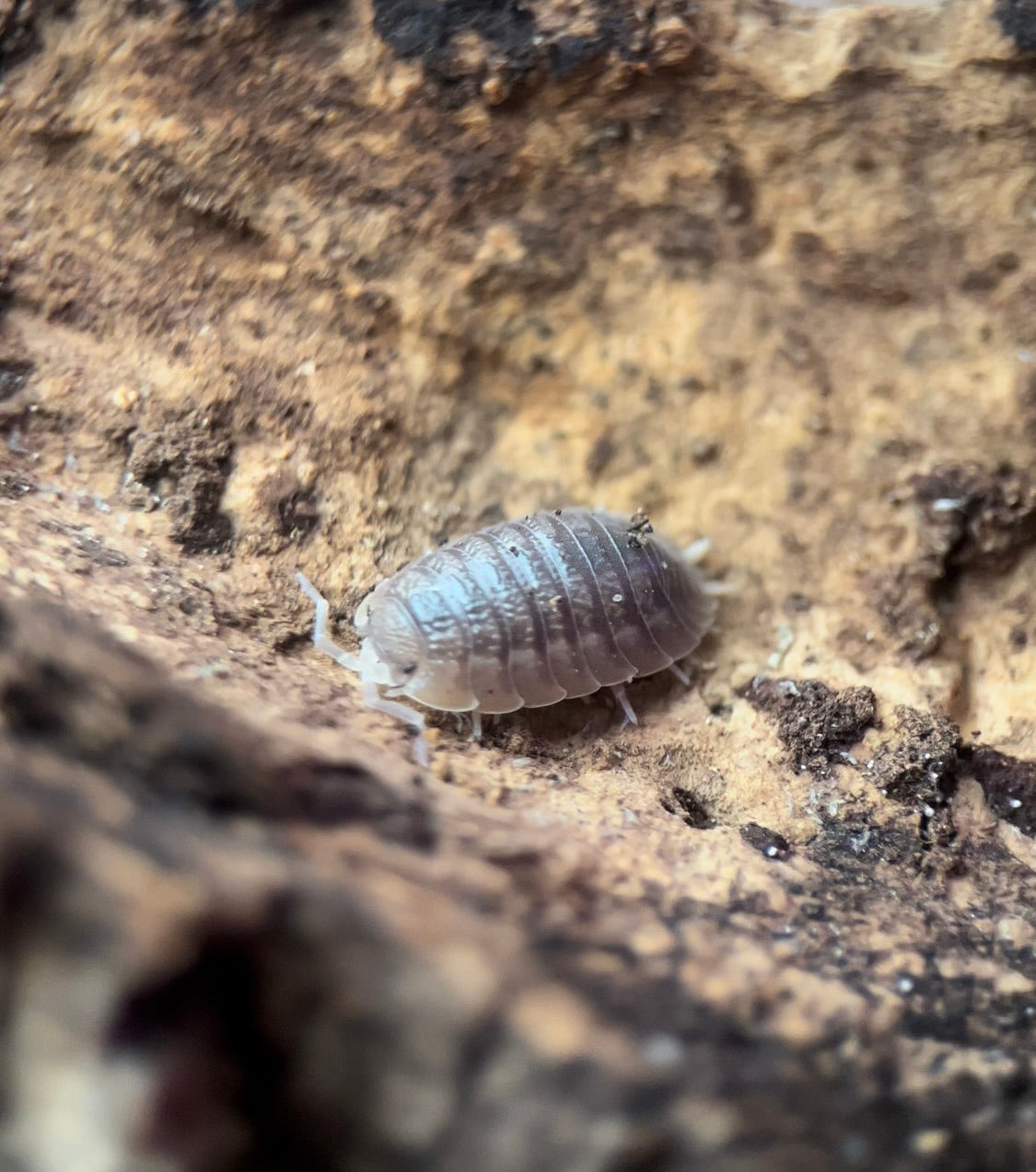 Porcellio dilatatus "Giant canyon" isopods