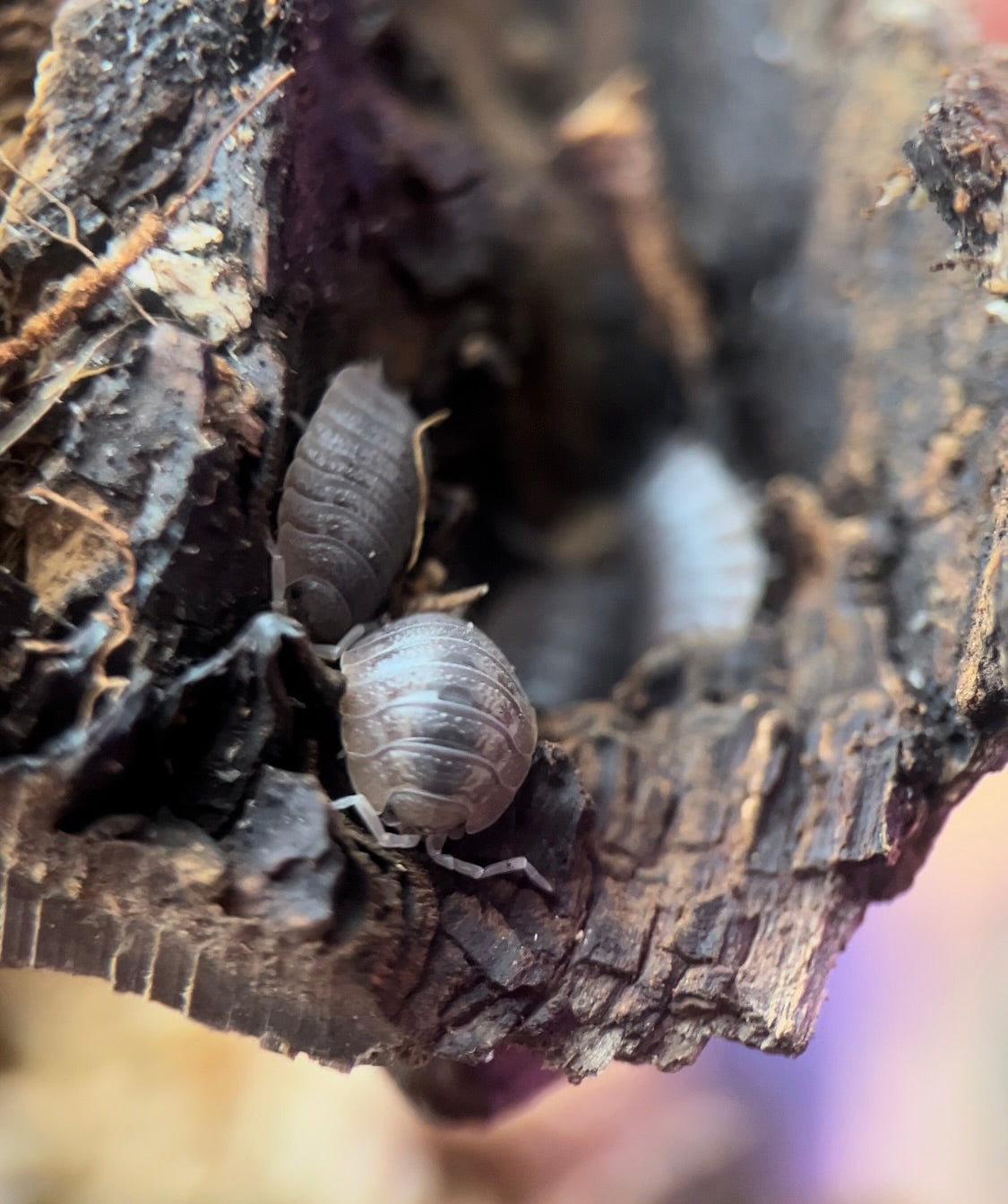 Porcellio dilatatus "Giant canyon" isopods