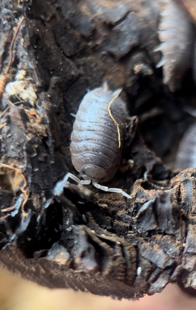 Porcellio dilatatus "Giant canyon" isopods